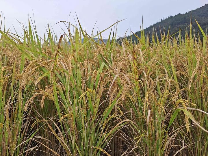 a311601c7a4cbb80c9e6dfc561ba1393_1774594917_9383.jpg a311601c7a4cbb80c9e6dfc561ba1393_1774594917_9383.jpg